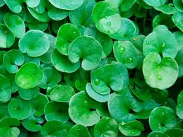 how to grow dichondra ground cover