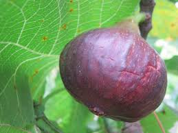 Buy Fig Trees from Carrob Growers | FIG BROWN TURKEY | FIG ICE CRYSTAL |  FIG JORDAN | FIG KADOTA