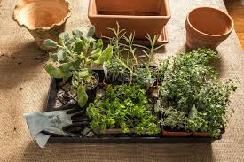 The Best Herbs To Grow Indoors