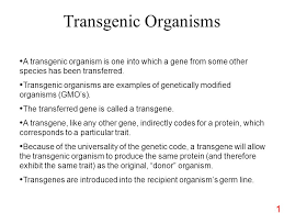 A transgenic organism is a viable organism whose genome is engineered to contain a certain amount of foreign dna transgenic organism is a modern genetic technology. Transgenic Organisms A Transgenic Organism Is One Into Which A Gene From Some Other Species Has Been Transferred Transgenic Organisms Are Examples Of Ppt Download