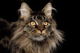 Funny how she runs off with hands full at the end. Cat Breed Profile Facts About The Maine Coon Cat Figo Pet Insurance