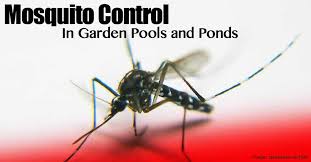 Mosquito Control In Garden Pools And