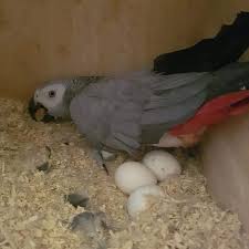 premium grade fertile parrot eggs at