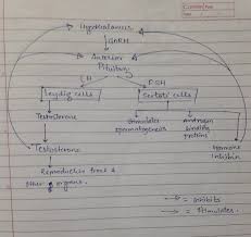 Draw A Flow Chart To Show The Hormonal Control Of The Human