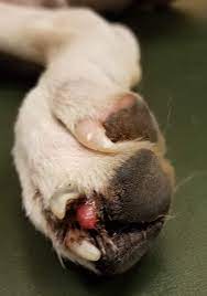 broken or split dog nails whole dog