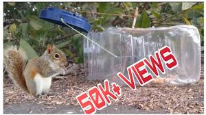 how to make squirrel trap easy at home