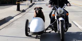dogs riding in sidecars
