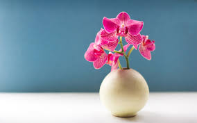 habrumalas orchid wallpaper images