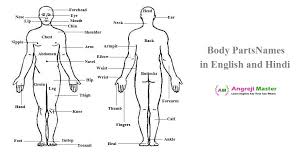 Their hips, thighs and bottom are fuller than the breast. Human Body Parts Names In English And Hindi Man And Women Body Parts