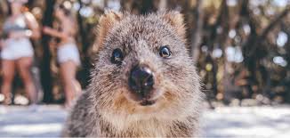 More official quokka animal smiles. Snap A Selfie With The Friendliest Fauna The Quokkas On Rottnest Island Outlook Traveller
