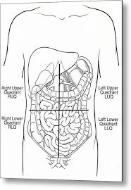 Within the abdomen lie the majority of the digestive tract and associated structures such as the liver, biliary tree, pancreas. Illustration Of Abdominal Quadrants Metal Print By Science Source