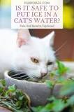 can-you-put-ice-cubes-in-cats-water