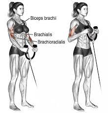 the 10 best brachialis exercises for