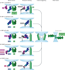 structural basis of herpesvirus entry