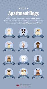 12 best dog breeds for apartments