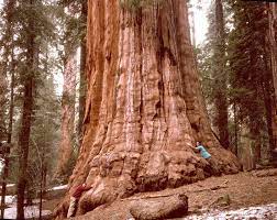 giant sequoias in california