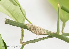 citrus pests agriculture and food