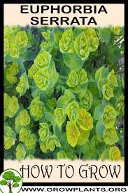 Euphorbia serrata - How to grow & care