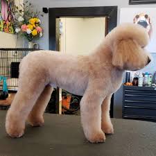 pricing the poodle