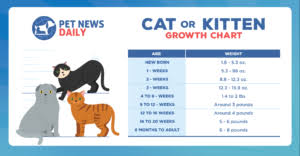 kitten and cat growth chart pet news