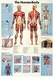 Anatomical Chart Of The Human Body