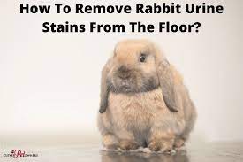 how to remove rabbit urine stains from