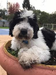 This outstanding springerdoodle will definitely steal your heart. Wonderful Springerdoodle Pups For Sale Springerdoodle Animals Amazing Cool Doodles