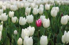 Poze : lalele, natură, floare, planta cu flori, lalea, petală, alb, plantă, lady tulip, arc, botanică, stem vegetale, luncă, plantaţie, familia crin, mugur, flori sălbatice, plantelor perene 2304x1536 - yancfei - 1605356 - Poze frumoase - PxHere