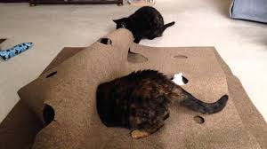 ripple rug for cats review in 2024