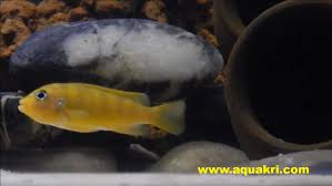Kenyi Cichlid Care Guide Breeding Fry Care Tank Set Up