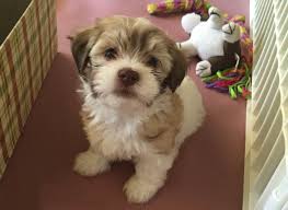 The only online puppy site that works with american humane to keep dogs healthy and safe. Havanese Puppies For Sale In Miami Havanese Breeder In South Florida