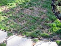 seeking advice for lawn alternative sun