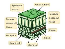 Plant and animal cells have a number of their own specific organelles. Plant Cell Organisation Slides And Worksheet Gcse Biology Aqa Teaching Resources