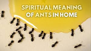 7 spiritual meanings of ants in your