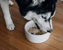 best food for siberian huskies elaine le