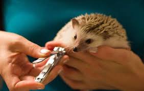 Pet hedgehogs are unique animals so they also make unique pets. What It S Like Having A Hedgehog As A Pet Caring For A Pet Hedgehog