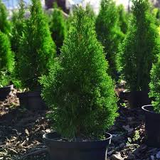 evergreen trees plants shrubs for