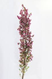 As the name already suggests, this type of flower is used to fill any gaps in a floral arrangement. Heather Flower Information Heather Cut Flower Flower Shop Network