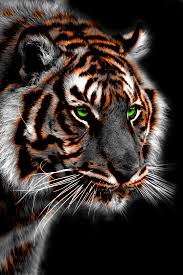 Looking for the best tiger phone wallpaper? Tiger Iphone Wallpapers Top Free Tiger Iphone Backgrounds Wallpaperaccess