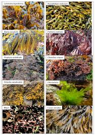 Wild Seaweed Harvesting Strategic Environmental Assessment
