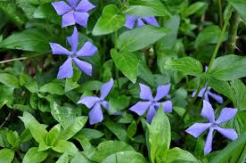 Vinca herbacea - Wikipedia