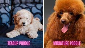 teacup poodle vs miniature poodle with