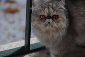Check out all the characteristics of this breed here! What You Need To Know About The Persian Cat Personality Petsmont