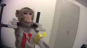 barbaric tests on monkeys lead to