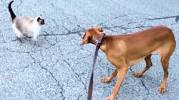 Image of vizsla with cats