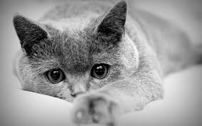 Black And White Cat Wallpapers Hd