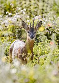 Deer In Gardens The British Deer Society