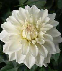Check spelling or type a new query. Patio Dahlia Dahlia Gogo White From Growing Colors