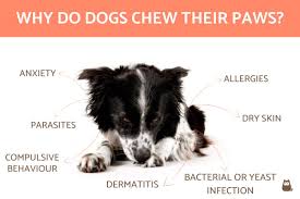 why do dogs chew their paws causes