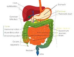 gallbladder sludge t foods